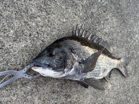 チヌ釣れました