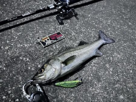 寒くても激渋でも釣れる魚が小さくても頑張るのみ！