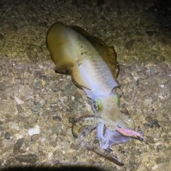 アオリイカ1.2kg