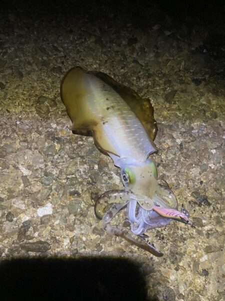 アオリイカ1.2kg