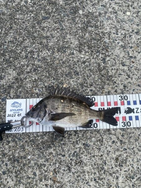 エビ撒きでチヌ