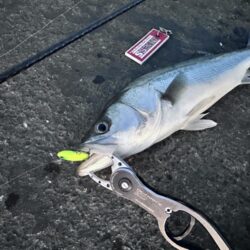 ガイドが凍るほどの極寒でも釣れる時は釣れる…