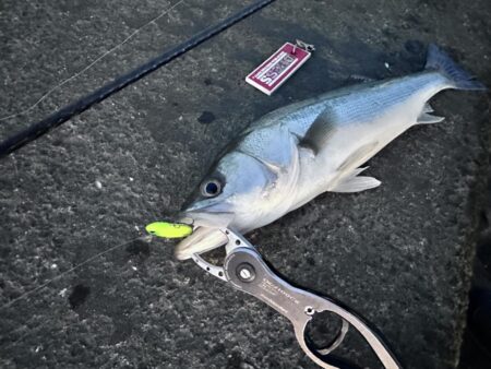 ガイドが凍るほどの極寒でも釣れる時は釣れる…