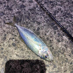 奄美でメアジング