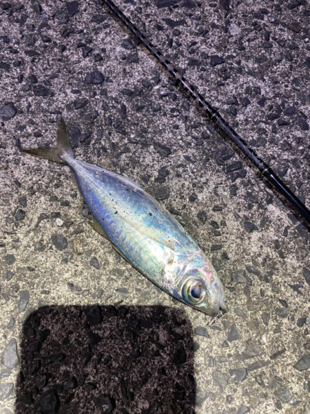 奄美でメアジング