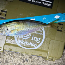 やっぱりこのサイズ楽しい