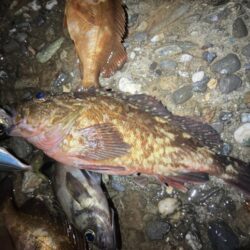 東二見メバル22