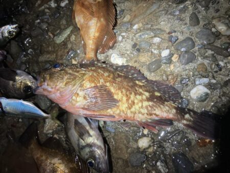 東二見メバル22