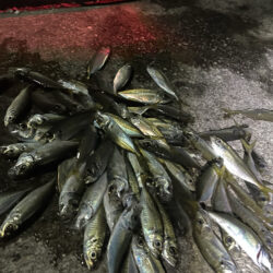 久々の遠征アジング