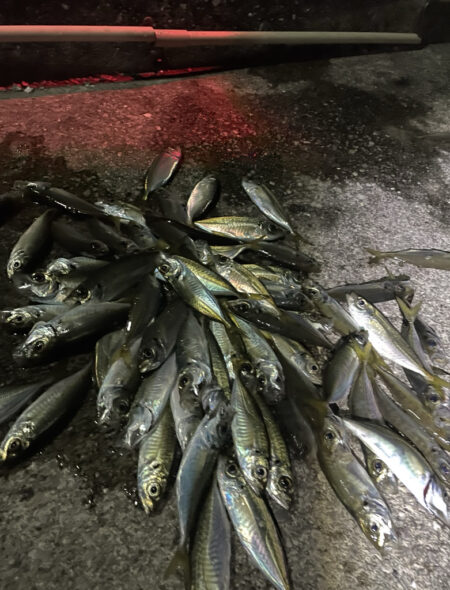 久々の遠征アジング