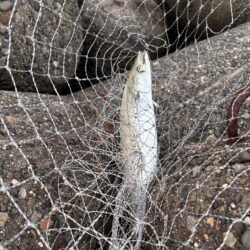 青物シーズン15