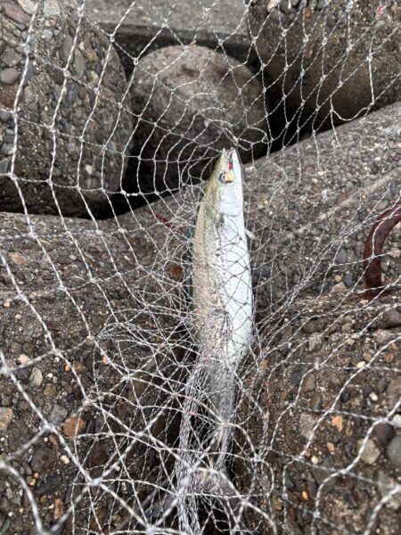 青物シーズン15