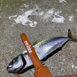 姫路離島でアジング｜豆三昧で楽しめなかった