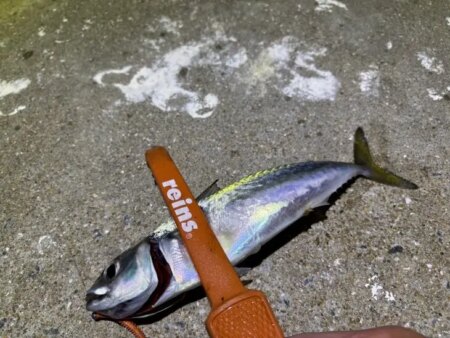 姫路離島でアジング｜豆三昧で楽しめなかった