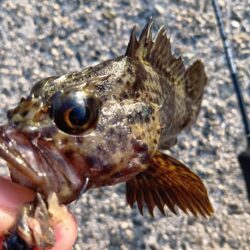 夕暮れ〜穴釣りとフカセ釣り