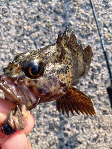 夕暮れ〜穴釣りとフカセ釣り