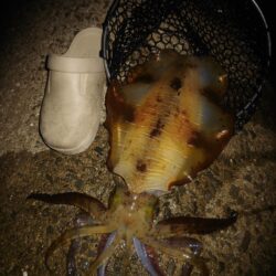 Teamゲッソー調査隊