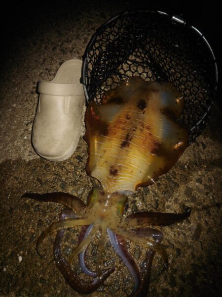 Teamゲッソー調査隊