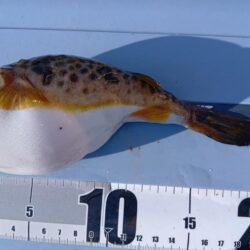 胴付きで高級魚アイナメ