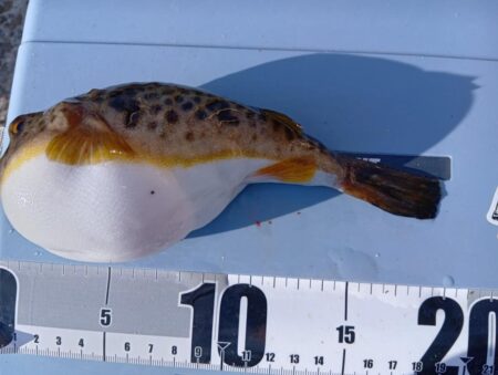 胴付きで高級魚アイナメ