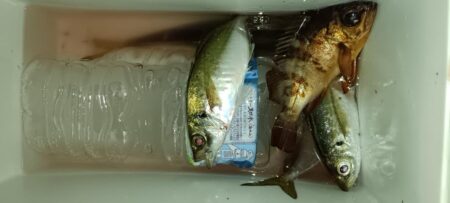 全然ダメでした