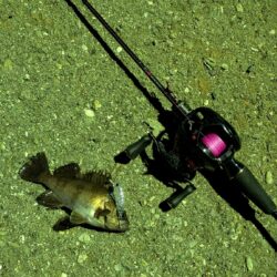 しまなみ海道でのメバリング