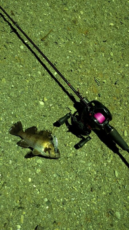 しまなみ海道でのメバリング