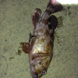 ただ単にアジング