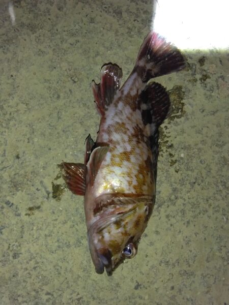 ただ単にアジング