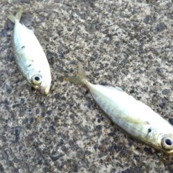 久々でしたがダメでした。