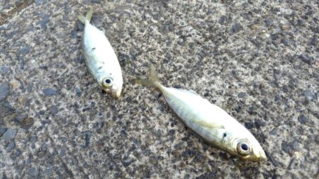 久々でしたがダメでした。