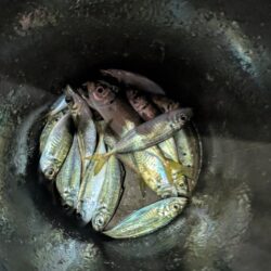 ナイトアジング