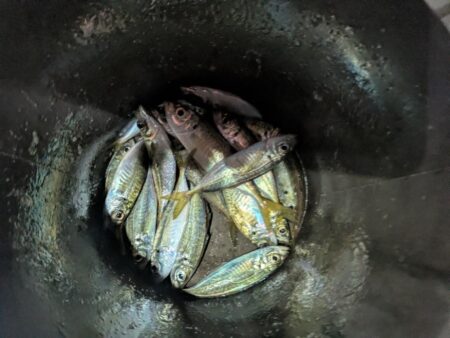 ナイトアジング