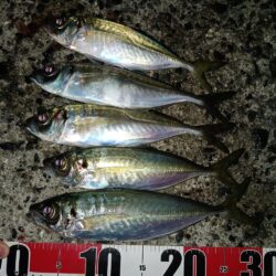 アジとタチウオ