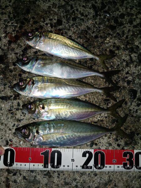 アジとタチウオ