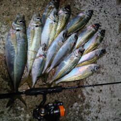 尺アジとタチウオ