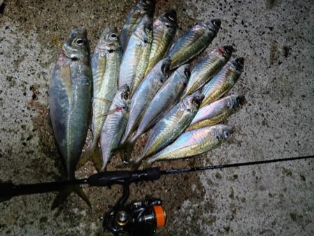 尺アジとタチウオ