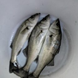 ボートシーバス