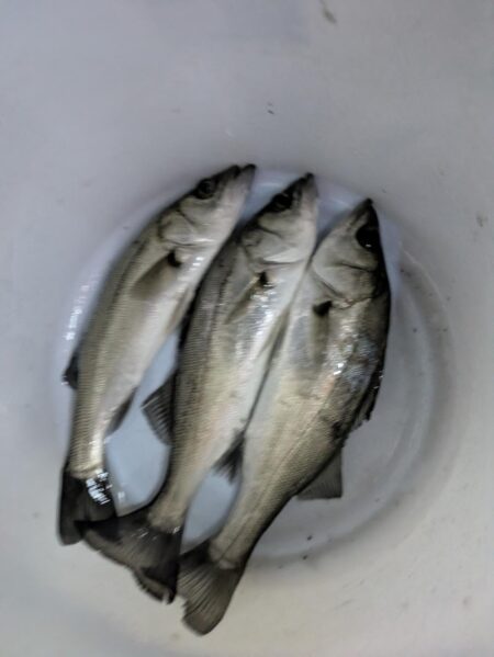 ボートシーバス