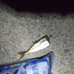 ヤエンで良型🦑逃す…(ToT)