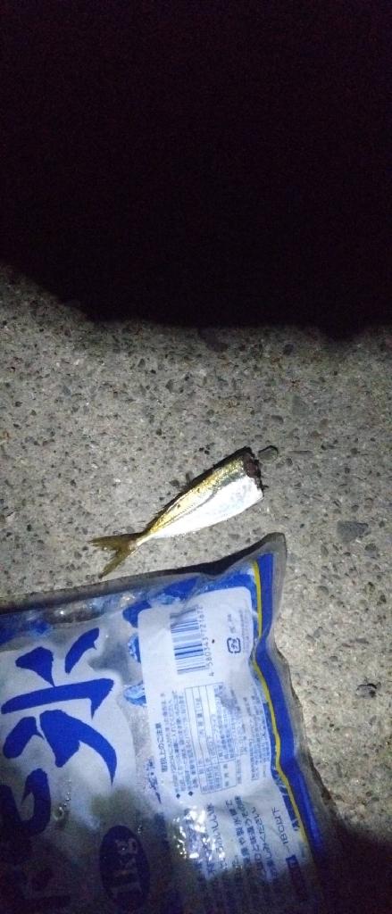 ヤエンで良型🦑逃す…(ToT)