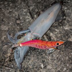 エギングからの青物釣り