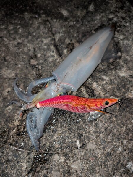 エギングからの青物釣り