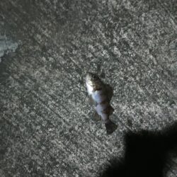 爆風メバリング