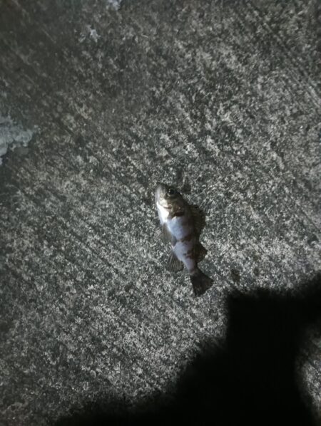 爆風メバリング