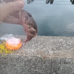 ガシラだけ、、、