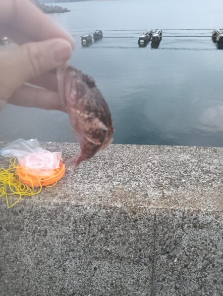 ガシラだけ、、、