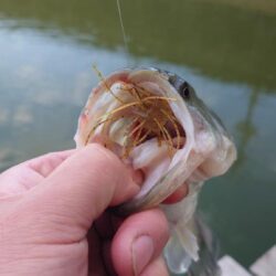 管理釣場で数釣り