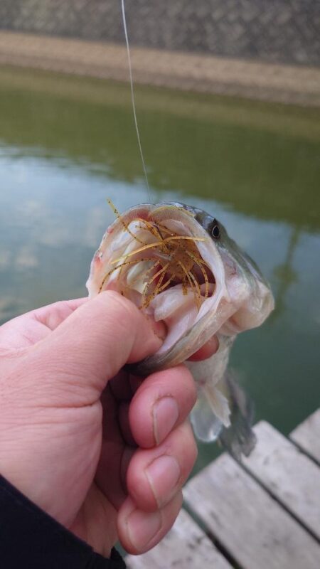 管理釣場で数釣り