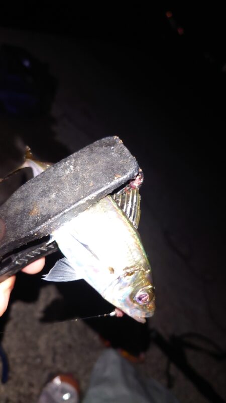 電気ウキ釣り 17